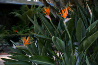 114 Castellon Wedding at Wayfarers Chapel and Long Beach Museum of Art