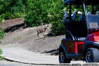 271 Cache Creek Charity Golf Tournament 2026