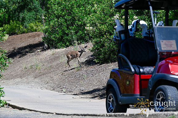 271 Cache Creek Charity Golf Tournament 2026