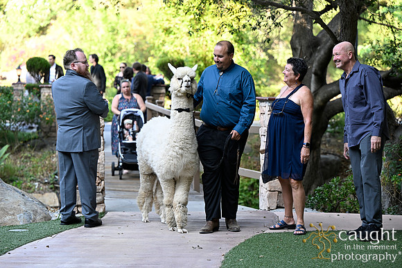 478 Chompff Wedding at Los Willows