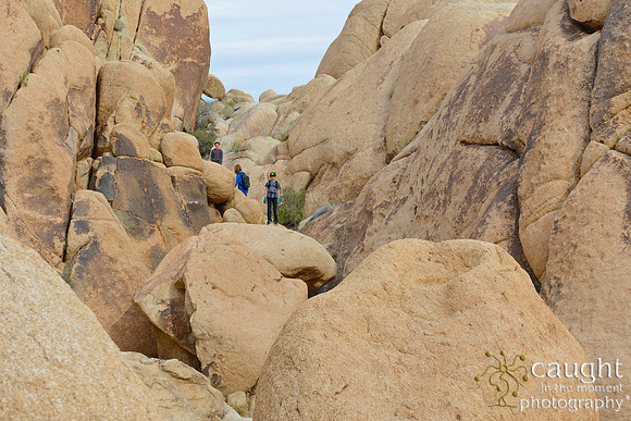 014 Joshua Tree 2017 Troop 105