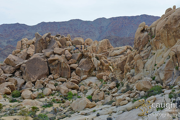 015 Joshua Tree 2017 Troop 105