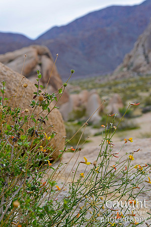 017 Joshua Tree 2017 Troop 105
