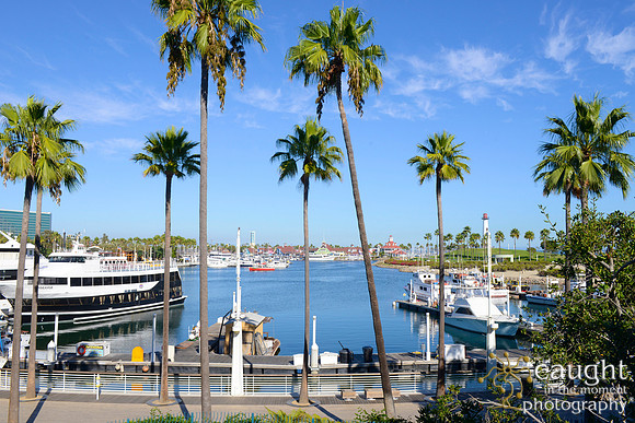 001 Aquarium of the Pacific Special Event Venue
