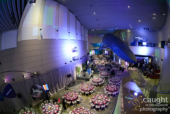 196 Aquarium of the Pacific Blue Whale Gala 2015