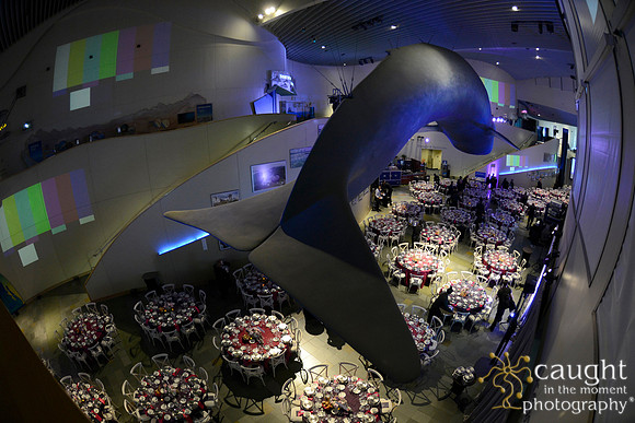 201 Aquarium of the Pacific Blue Whale Gala 2015