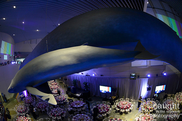 198 Aquarium of the Pacific Blue Whale Gala 2015