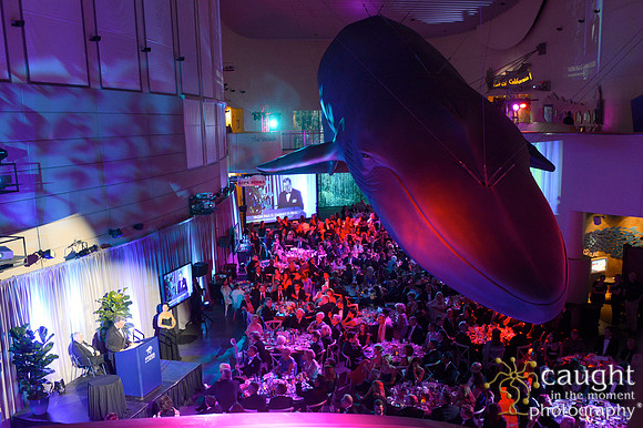 255 Aquarium of the Pacific Blue Whale Gala 2015