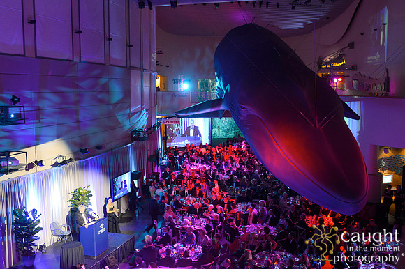 256 Aquarium of the Pacific Blue Whale Gala 2015