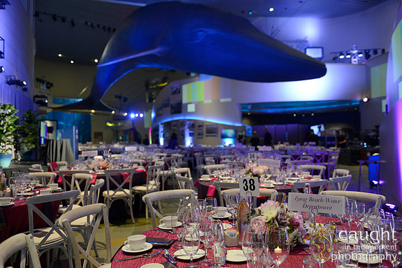 192 Aquarium of the Pacific Blue Whale Gala 2015