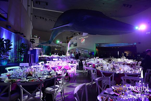 202 Aquarium of the Pacific Blue Whale Gala 2015