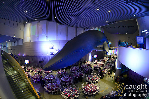 197 Aquarium of the Pacific Blue Whale Gala 2015