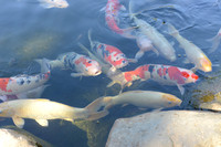 020 Betty's Birthday at Japanese Gardens