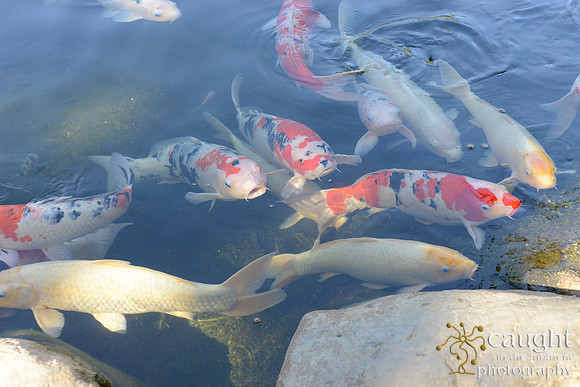 020 Betty's Birthday at Japanese Gardens