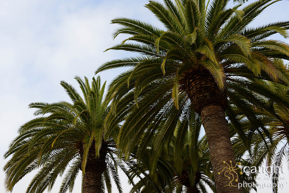086 California JPIA