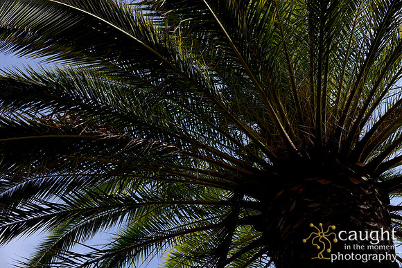 087 California JPIA