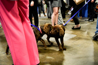 552 HOPA 2024 Conference in Tampa - Puppies Meet & Greet