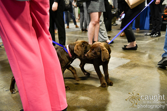 552 HOPA 2024 Conference in Tampa - Puppies Meet & Greet