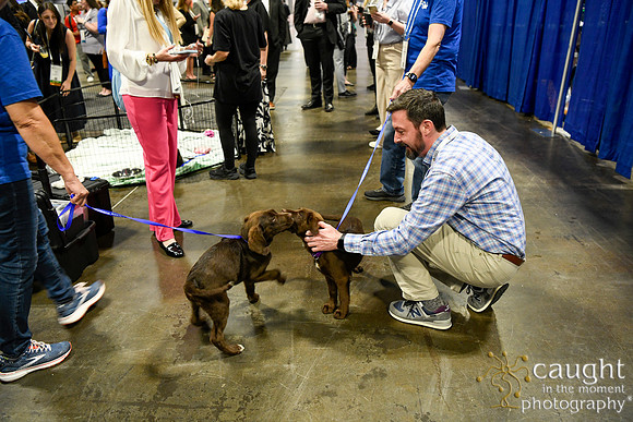 553 HOPA 2024 Conference in Tampa - Puppies Meet & Greet