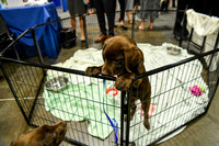 555 HOPA 2024 Conference in Tampa - Puppies Meet & Greet