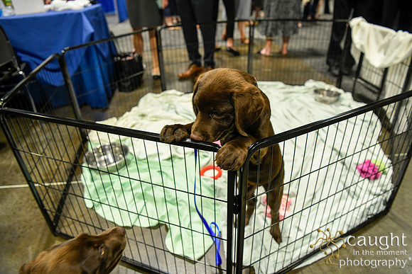 555 HOPA 2024 Conference in Tampa - Puppies Meet & Greet