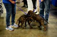554 HOPA 2024 Conference in Tampa - Puppies Meet & Greet
