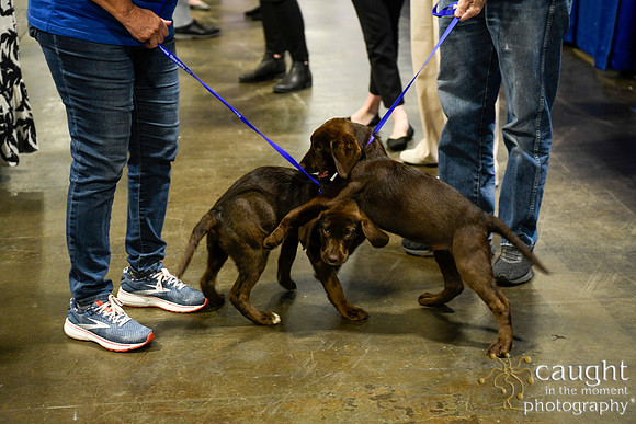 554 HOPA 2024 Conference in Tampa - Puppies Meet & Greet