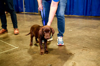 556 HOPA 2024 Conference in Tampa - Puppies Meet & Greet