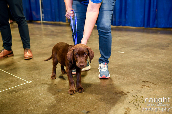 556 HOPA 2024 Conference in Tampa - Puppies Meet & Greet