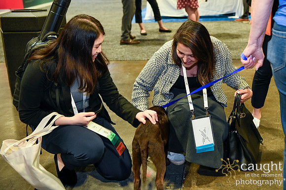 557 HOPA 2024 Conference in Tampa - Puppies Meet & Greet