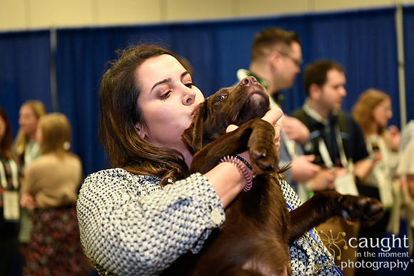 563 HOPA 2024 Conference in Tampa - Puppies Meet & Greet
