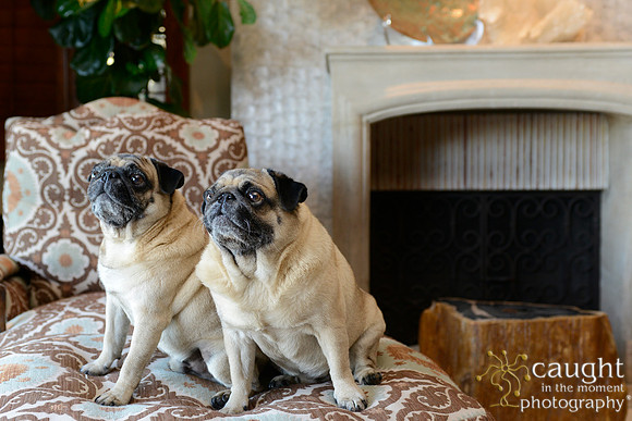 001 Maize Family Portraits