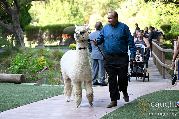479 Chompff Wedding at Los Willows
