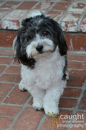 043 Gordon Family Portraits