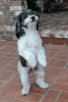 044 Gordon Family Portraits
