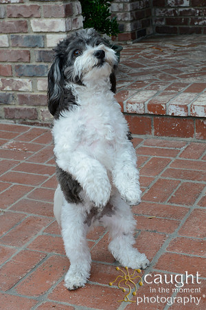 044 Gordon Family Portraits